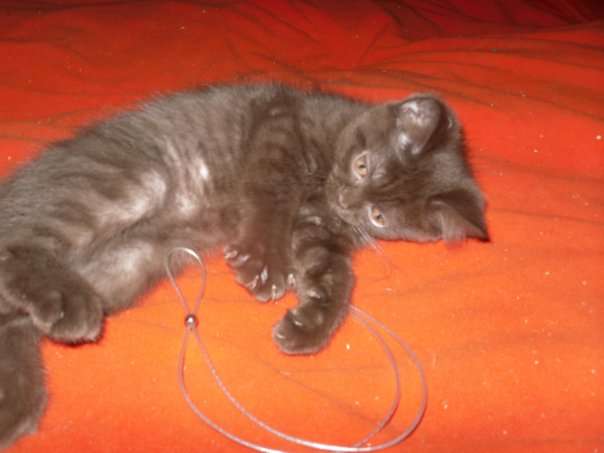 Шотландский котик Скоттиш страйт 3000 руб. моб.9067852001 Шотландский котик Скоттиш страйт 3000 руб. моб.9067852001