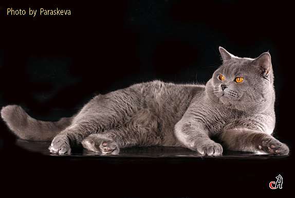 Британский короткошерстный кот Британский короткошерстный кот