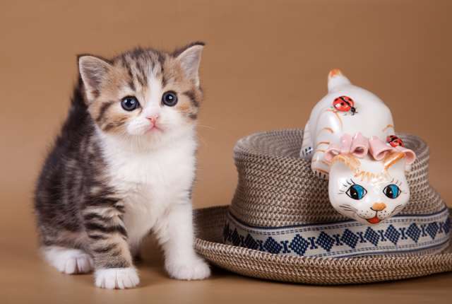 Шотландские вислоухие котята Шотландские вислоухие котята