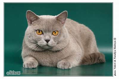 Красивый британский кот Красивый британский кот