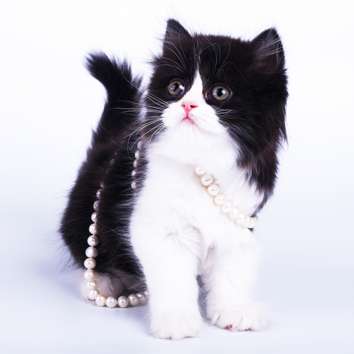 Шотландские вислоухие котята Шотландские вислоухие котята