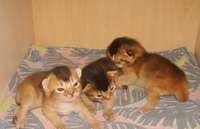 Абиссинские котята Абиссинские котята