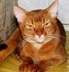 Абиссинский кот Абиссинский кот