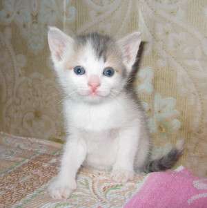 Котёнъка в Дар! Котёнъка в Дар!