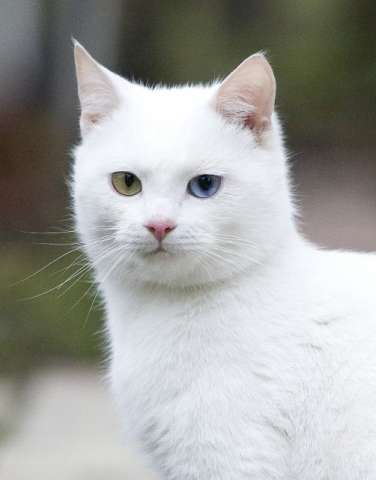 Котик Зайчик в дар Котик Зайчик в дар