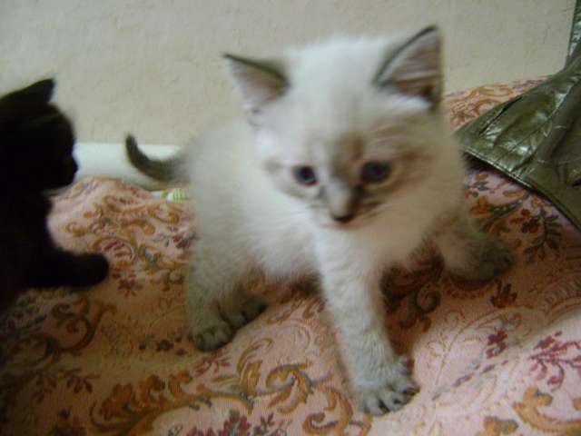 Тайский мальчик - 1 мес. Тайский мальчик - 1 мес.
