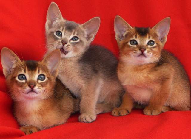 Абиссинские котята Абиссинские котята