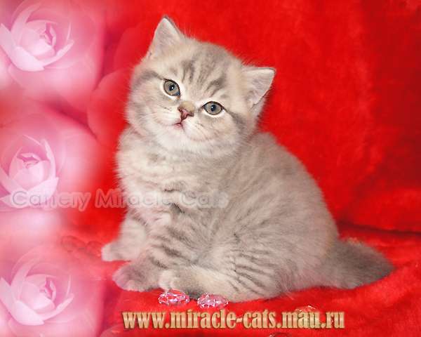 Маленькое чудо - британский котёнок настоящий тигрёнок ! Маленькое чудо - британский котёнок настоящий тигрёнок !