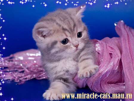ЧУДО ТИГРЯТА - МАЛЕНЬКИЕ БРИТАНСКИЕ КОТЯТА ! 8-905-572-70-72 ЧУДО ТИГРЯТА - МАЛЕНЬКИЕ БРИТАНСКИЕ КОТЯТА ! 8-905-572-70-72