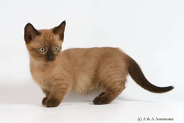 Сказочные элитные котята породы Манчкин (Кошка-такса) Сказочные элитные котята породы Манчкин (Кошка-такса)