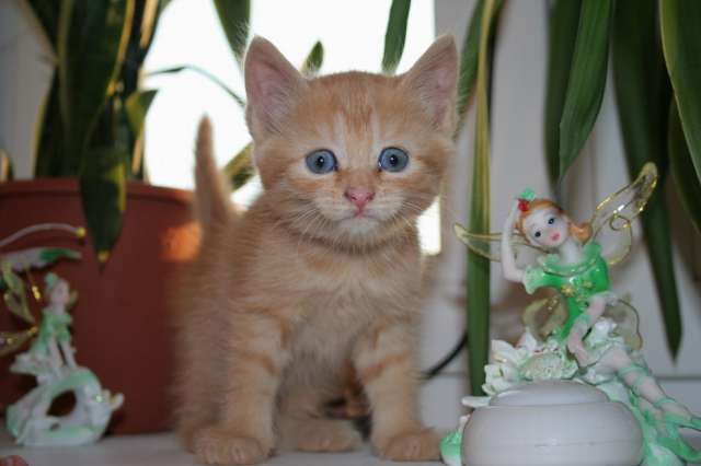 котеночек Рыжинка,1.5 мес котеночек Рыжинка,1.5 мес