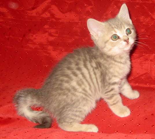 ШОТЛАНДСКИЙ КОТИК ГОЛУБОЙ ГОРОШЕК! ШОТЛАНДСКИЙ КОТИК ГОЛУБОЙ ГОРОШЕК!