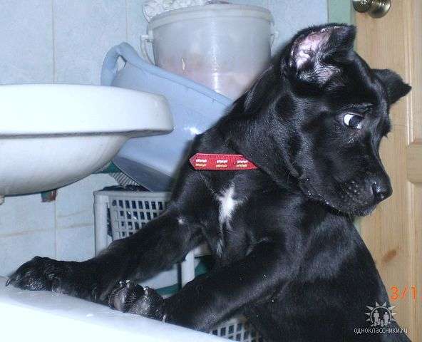 Джина Джина
