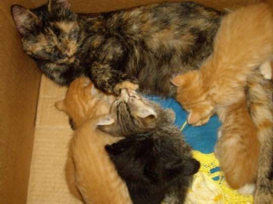 Отдам котят от домашней кошки Отдам котят от домашней кошки