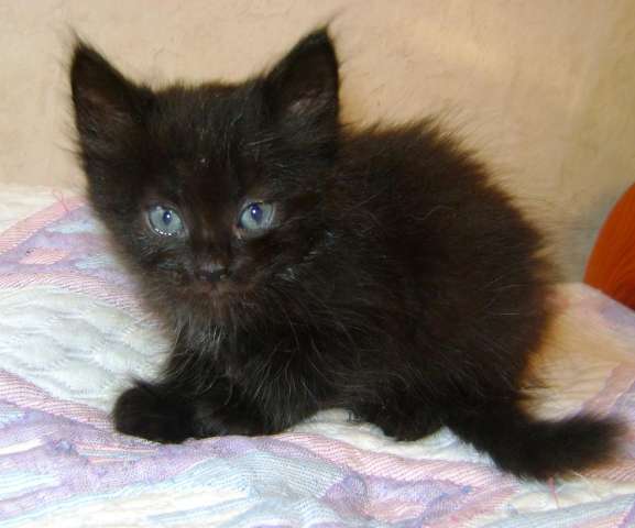 Дёныш бамбейской кошки - 1,2 мес. Дёныш бамбейской кошки - 1,2 мес.