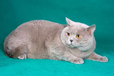 Красивый британский кот в дар Красивый британский кот в дар