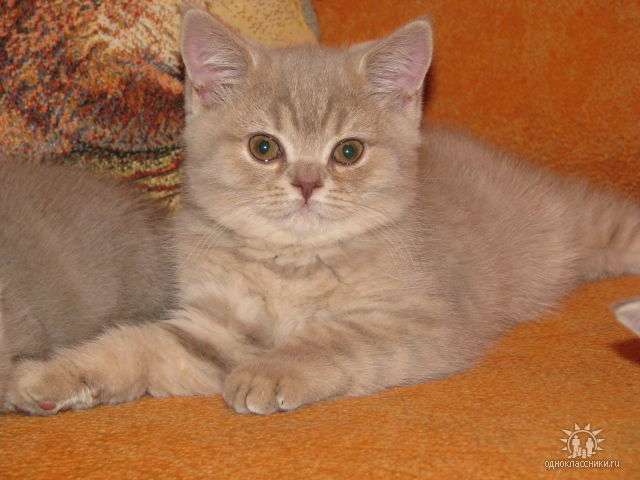 Британские (страйт)и Шотландские котята Британские (страйт)и Шотландские котята