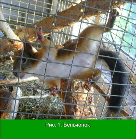 Продам бельчат (мальчик и девочка) Продам бельчат (мальчик и девочка)