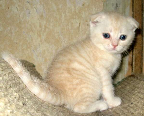 Вислоухий лимончик-шотландский котик Вислоухий лимончик-шотландский котик