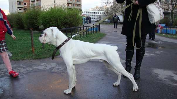 Боксер, кобель, 1 год. Боксер, кобель, 1 год.