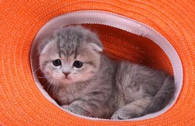 Шотландские вислоухие котята Шотландские вислоухие котята