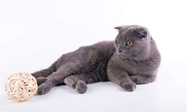 Шотландский вислоухий кот приглашает на вязку Шотландский вислоухий кот приглашает на вязку