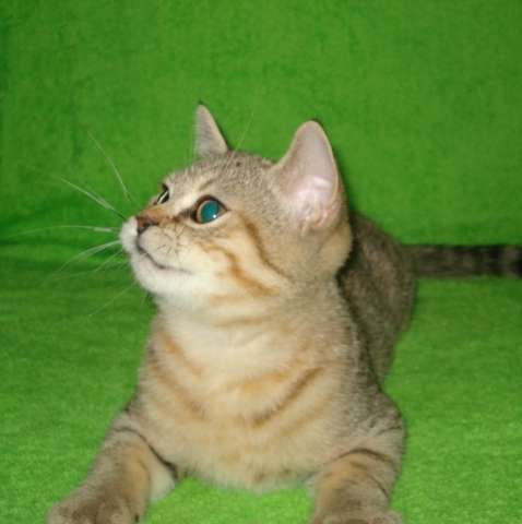 Шотландские котята-приятные цены только 3 дня Шотландские котята-приятные цены только 3 дня