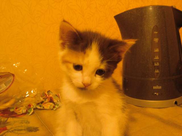 1,5 мес. котенок 1,5 мес. котенок