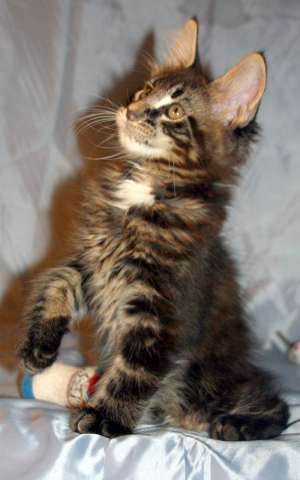 Котята МЕЙН КУН Котята МЕЙН КУН