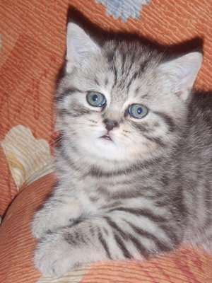 Британские котята Британские котята