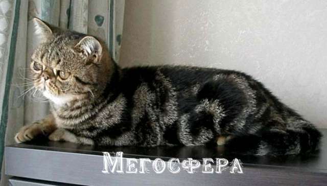 Подрощенный экзотический котик Подрощенный экзотический котик