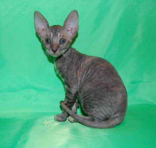 Корниш рекс кудрявые котята Корниш рекс кудрявые котята