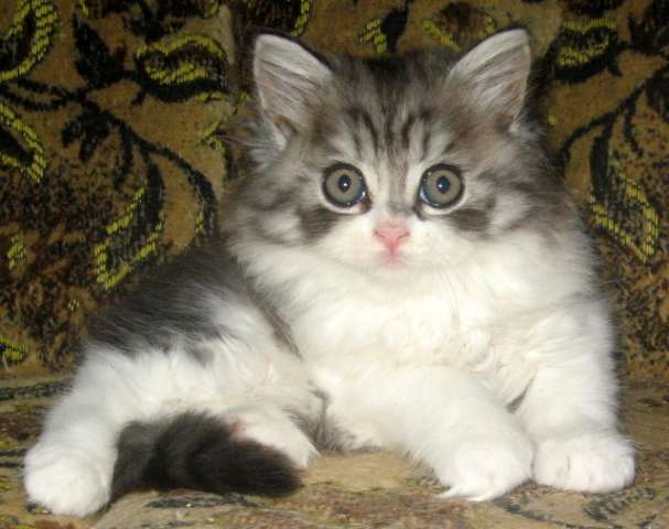 ВОЗДУШНОЕ ОБЛАЧКО-ШОТЛАНДСКИЙ КОТИК! ВОЗДУШНОЕ ОБЛАЧКО-ШОТЛАНДСКИЙ КОТИК!