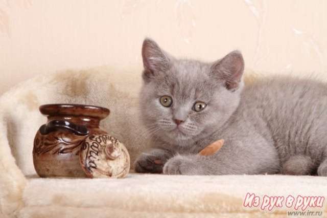 БРИТАНСКИЕ КОТЯТА БРИТАНСКИЕ КОТЯТА