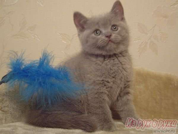 БРИТАНСКИЕ КОТЯТА БРИТАНСКИЕ КОТЯТА