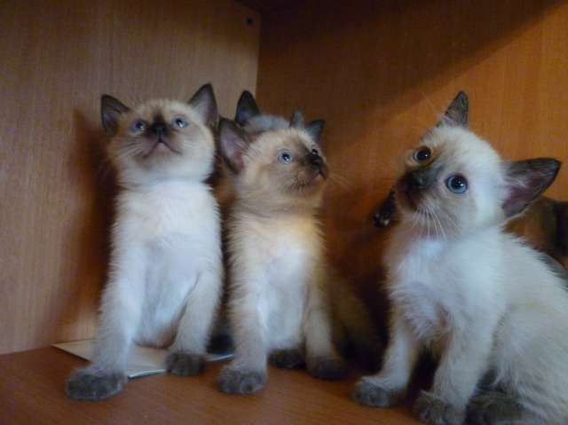 Продам Тайских котят 1,5 мес. Продам Тайских котят 1,5 мес.