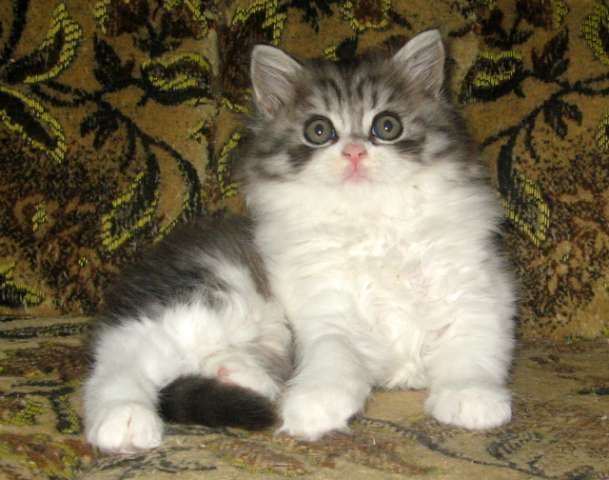 ОЧАРОВАТЕЛЬНЫЙ ШОТЛАНДСКИЙ КОТИК! ОЧАРОВАТЕЛЬНЫЙ ШОТЛАНДСКИЙ КОТИК!