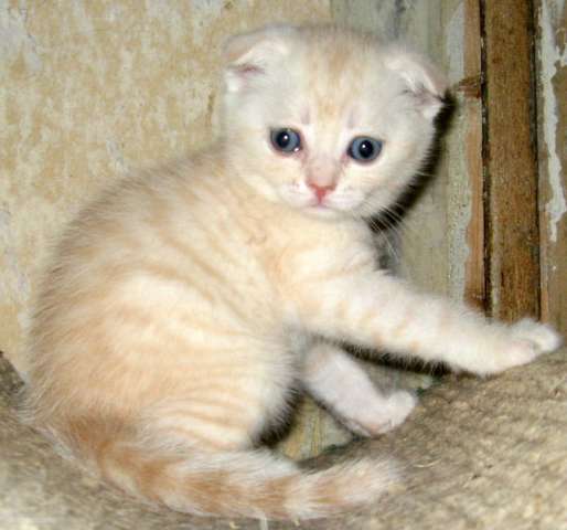 Вислоухий лимончик-шотландский котик Вислоухий лимончик-шотландский котик