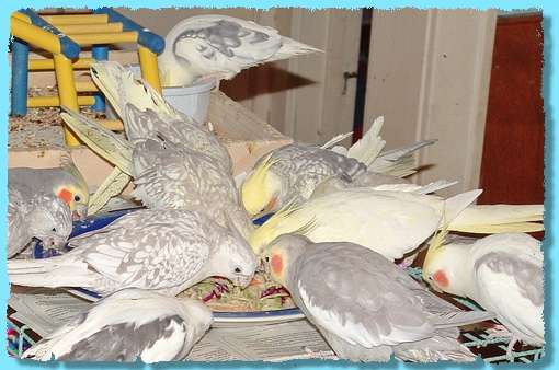 Кореллы птенцы,молодые, взрослые птицы и др. виды попугаев. Клетки, корм, минералы. Кореллы птенцы,молодые, взрослые птицы и др. виды попугаев. Клетки, корм, минералы.