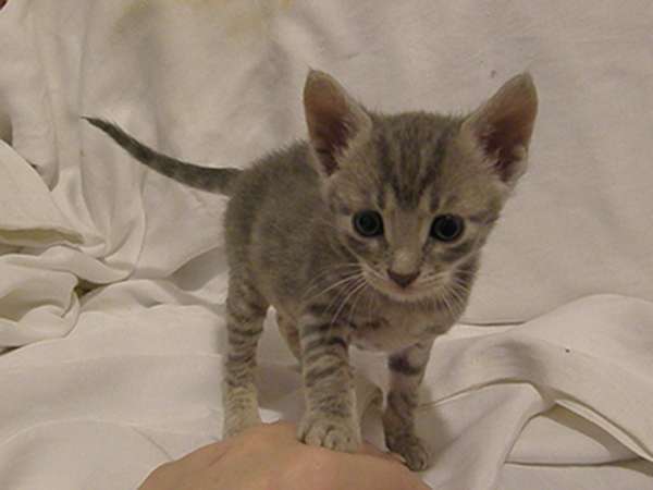 котята 4 недели котята 4 недели