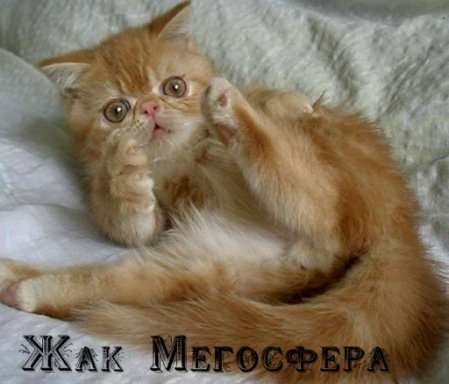 Экотический котик Экотический котик