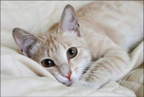 котенок 4,5 месяца в дар, в добрые руки котенок 4,5 месяца в дар, в добрые руки