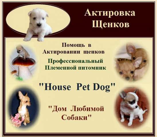 Актировка щенков декоративных пород .Помощь в продаже щенков. Актировка щенков декоративных пород .Помощь в продаже щенков.