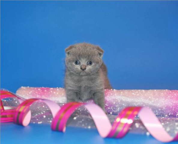 Вислоухие котята. Вислоухие котята.