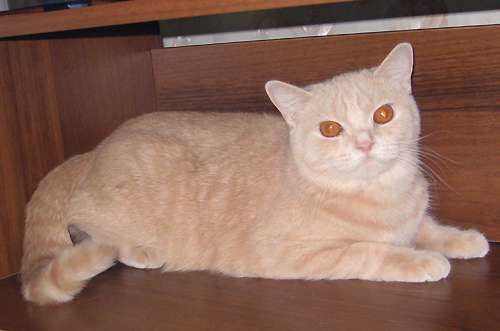 Британская шикарная кошечка Британская шикарная кошечка