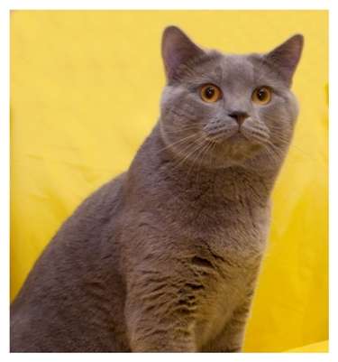 лиловый БРИТАНСКИЙ кот лиловый БРИТАНСКИЙ кот
