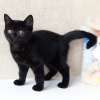 Шикарная черная шотландская кошка!!!