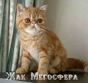 экзотические котята экзотические котята