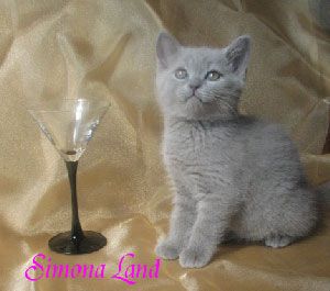 Британские котята Британские котята