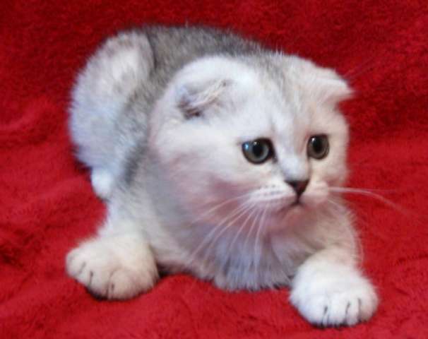 Шотландские вислоухие котята и страйты Шотландские вислоухие котята и страйты